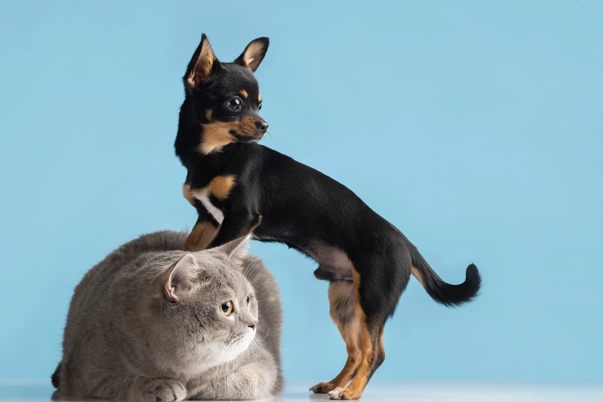 Why does spaying or neutering make pets gain weight? See how to avoid weight gain
